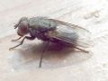 Protocalliphora azurea